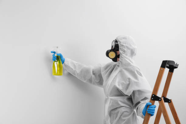 Best Basement Mold Removal  in Clyde, NC